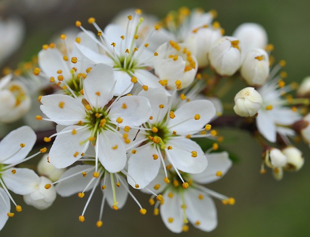 Prunus spinosa, närstudie av slånbuskar som står i full blom